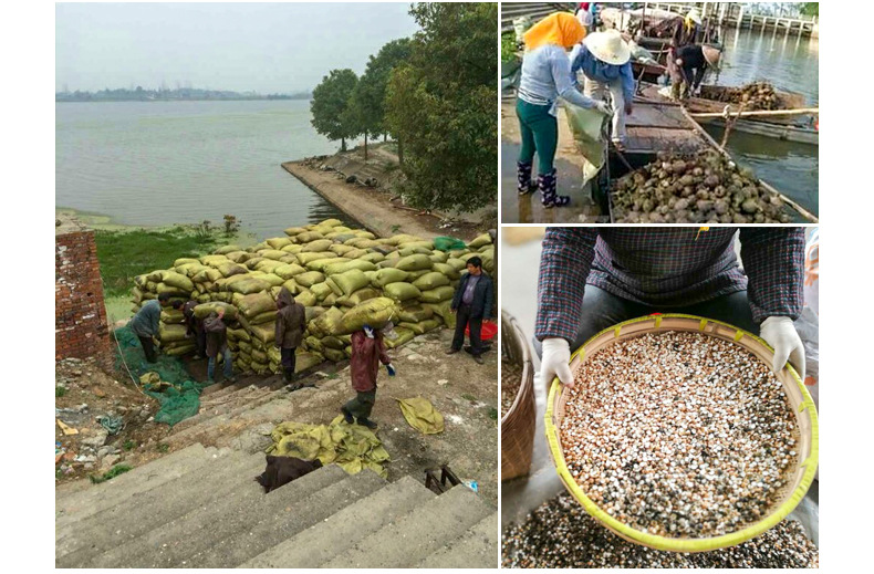 Dried Gorgon Fruit Seeds Qian Shi 500g Whole Euryale Seeds for Cooking and Congee overview