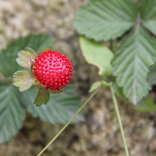 蛇莓种子 新采 蛇泡草种子 龙吐珠种子 中草药种子 四季播种 花种