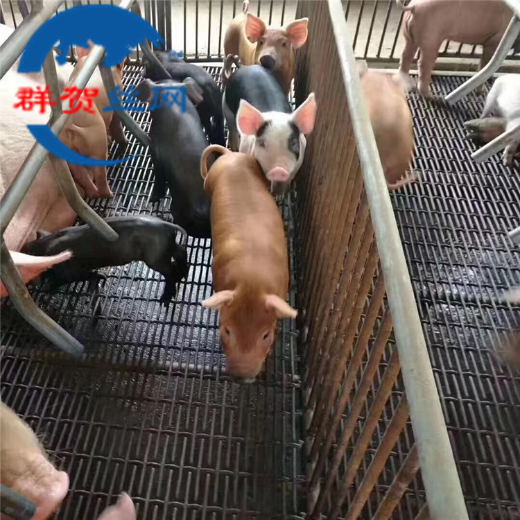 黑钢轧花网镀锌白钢轧花网筛网过滤网养猪编织轧花网猪床铁丝网