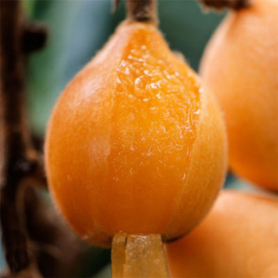 无核砂糖枇杷树苗无籽枇杷苗嫁接果树苗全国适