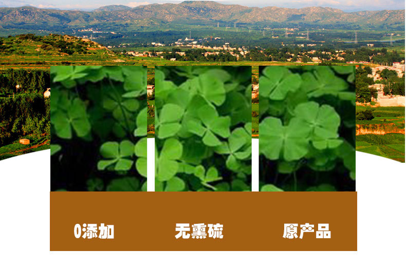 Tian Zi Cao (Marsilea quadrifolia) — Dried Four-Leaf Clover Water Herb, 500g quality and texture