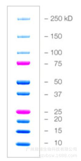 1610374 双色/蓝色预染蛋白marker 500ul/瓶