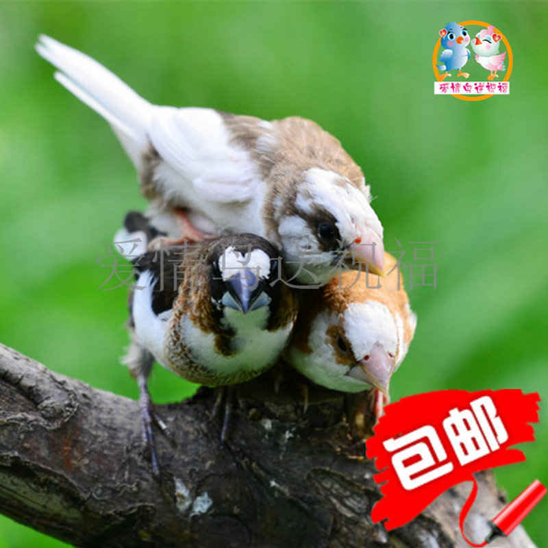 living thing Pet birds Sisters Ornamental bird Munia Hand playing Fortune-telling small-scale Pet birds wholesale