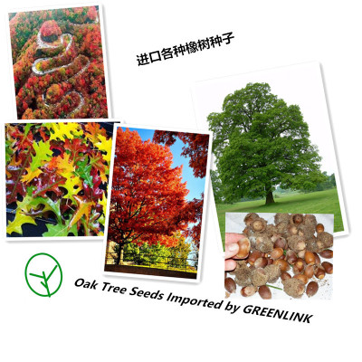 Self Imported high quality Scarlet Quercus fragilis Quercus mongolica Quercus liaotungensis Oak tree Oak seed