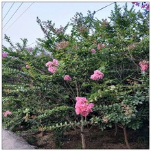 供应绿化用紫薇树 3-5-8-10公分百日红树价格 红花紫薇树种植