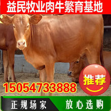 肉牛价格 改良鲁西黄牛种牛 1000斤肉牛出栏价格 肉牛的市场价格