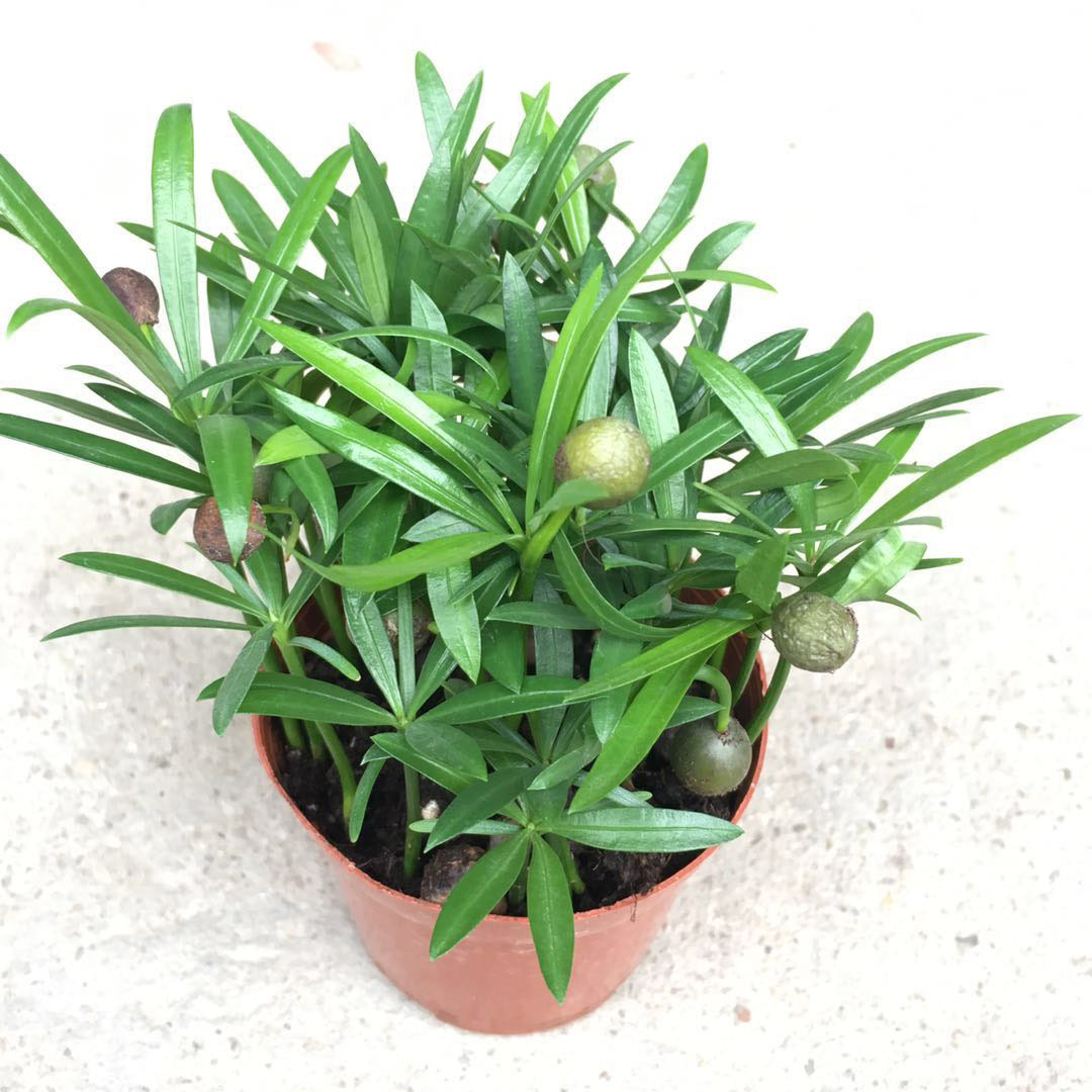 微信图片_20181209173719