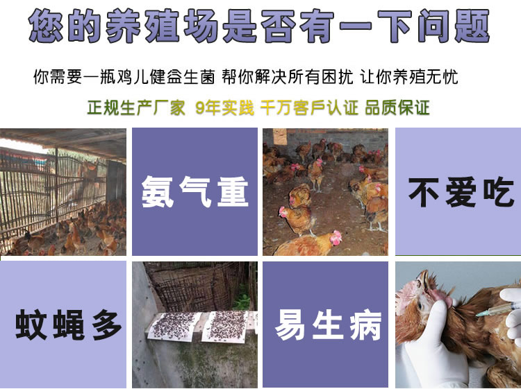 启富鸡儿健养鸡专用