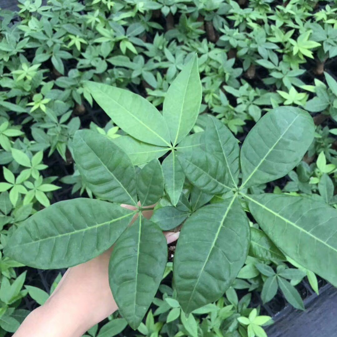 马拉巴栗与发财树区别,马拉巴栗是不是发财树,发财树别称叫什么_大山谷图库