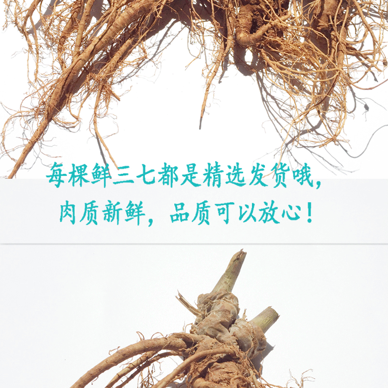 云南省文山特产20头鲜三七可炖汤鲜三七种植户批发-阿里巴巴