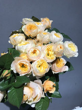 [Bulls Rose] Vân Nam hoa bán buôn hoa hồng hoa hồng hoa hồng hoa cắt cành cắm hoa để trang trí trong nhà và ngoài trời Hoa và hoa