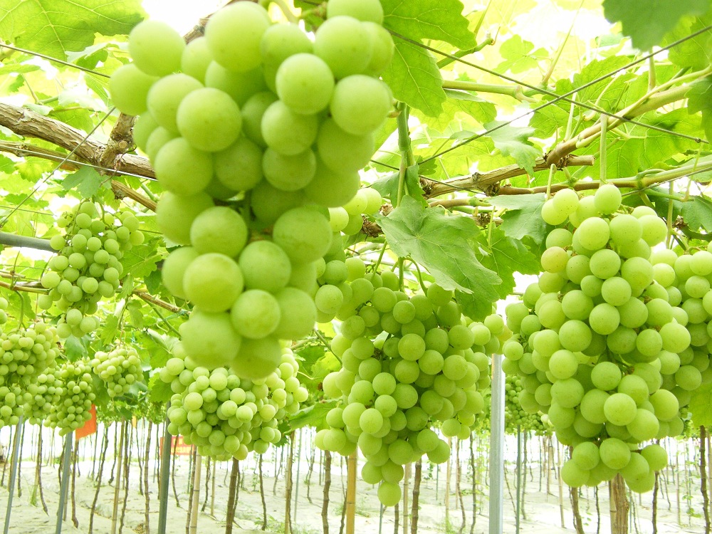 葡萄2