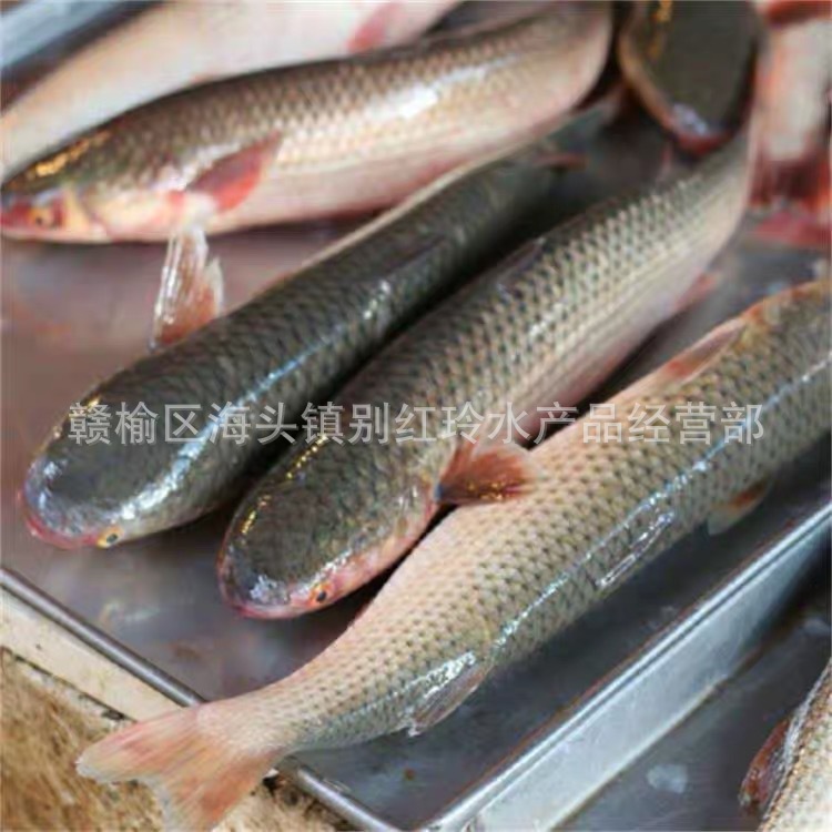 连云港供应鲜活野生捕捞特产海鲜水产批发 支鱼 鲻鱼 鲜活鱼类