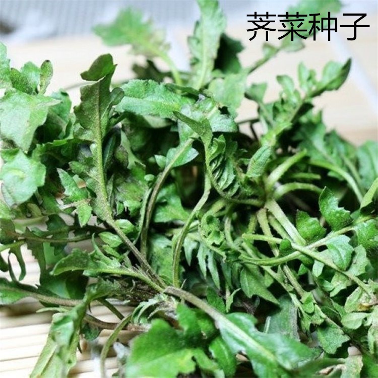 散装野生荠菜种芥菜种子子四季播种阳台盆栽蔬菜野菜花叶荠菜种子 阿里巴巴