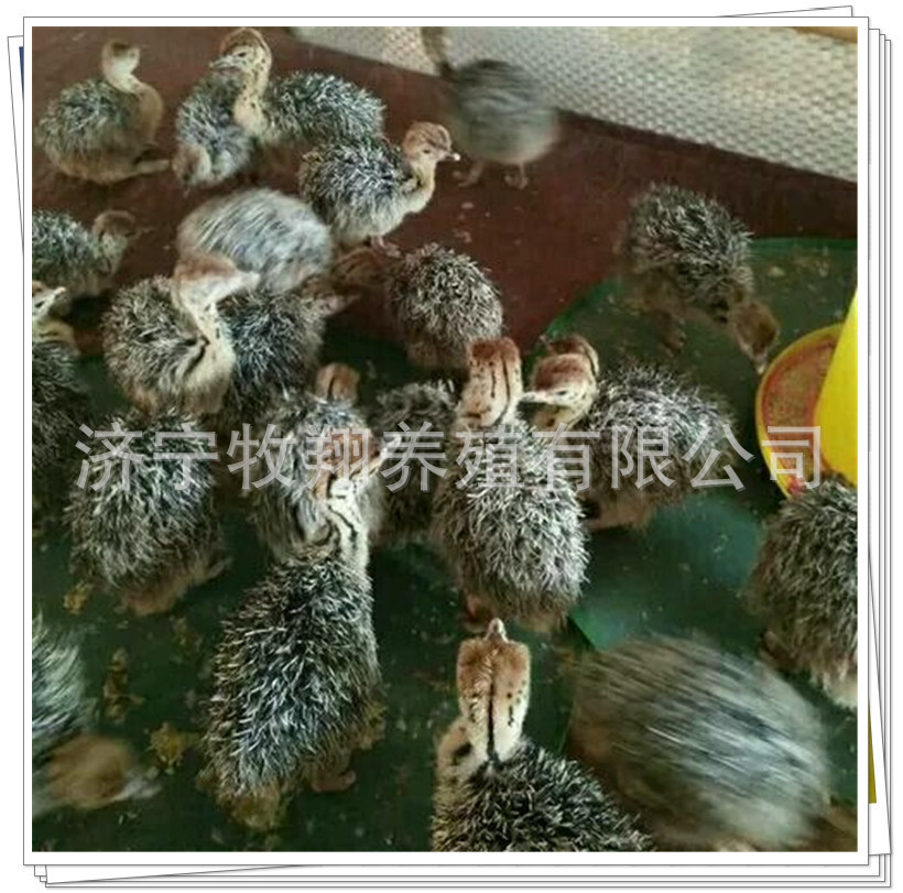 非洲鸵鸟苗 鸸鹋苗出售 成年非洲鸵鸟哪里有卖的 一只鸵鸟有多重