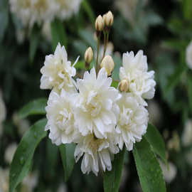 庭院 阳台盆栽攀缘花卉-七里香 木香花苗香气逼人 白色黄花木香苗