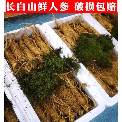 包邮长白山鲜人参 土参2019新人参 鲜品人参 产地批发