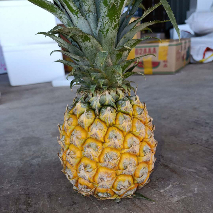 预售云南香水小菠萝树上熟黄肉应季新鲜水果酸甜可口香味浓郁|ms