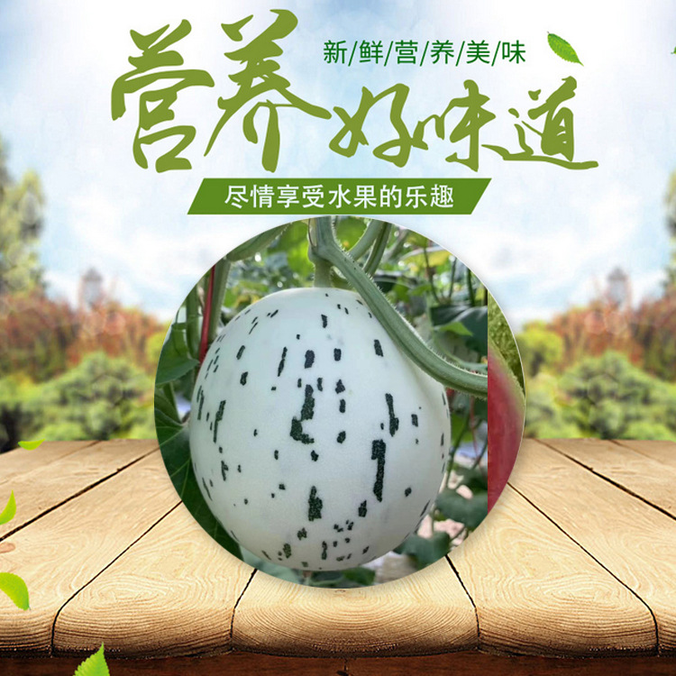 日本引进种植月露蜜瓜流星撒月瓜海南三亚海阳网纹瓜 已下架