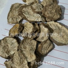 飒枫 生菊苣根 苦苣根片 咖啡萝卜 咖啡草 一件代发大货批发