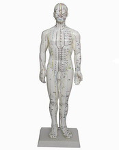 375���wᘾ�ģ�� 50CM�̌W���jѨλ����ʾ��ģ�M�˼�����Ƥ���t��