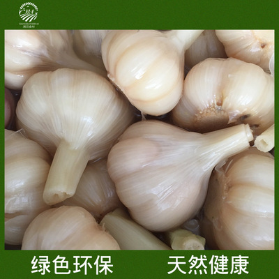 Wholesale distribution Sauce pickled sugar garlic Seasoned Garlic Garlic wholesale Large favorably