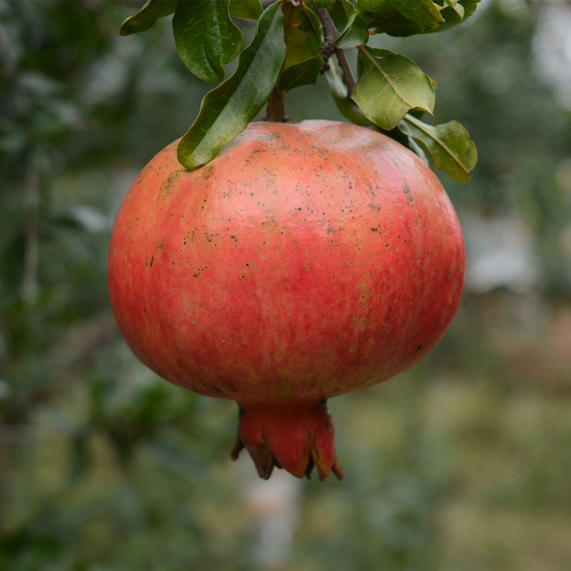 5斤临潼石榴水果大红心甜新鲜包邮当季应季陕西安特产非软籽