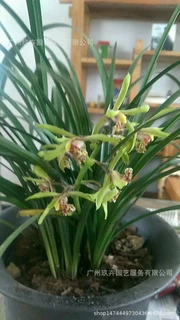 兰花 观叶观花植物 桌面盆栽植物办公室居家客厅绿化