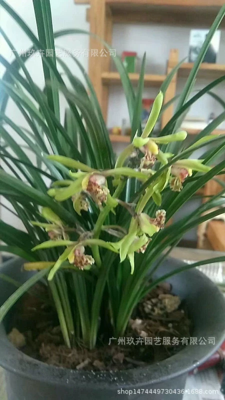 Орхидея листва цветок растение настольное Горшечное растение офис дом гостиная Озеленение