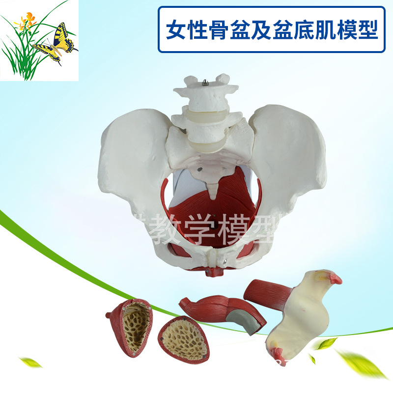 Female sex Pelvis Model Uterine model Pelvis model Childbirth teaching Model Midwifery model