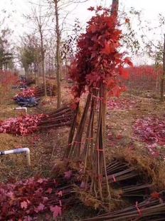 ���l�����t�� �ձ��t��  �t�� ���ô�t�� ��������� ��߅������