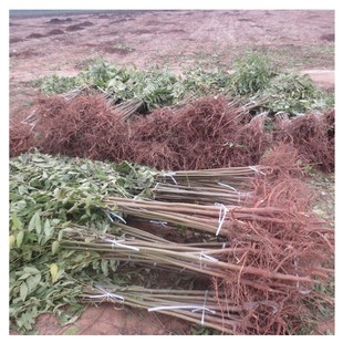 ��ɽ����t���㴻���� 1.5���ּt���㴻��r�� ɽ�|���������