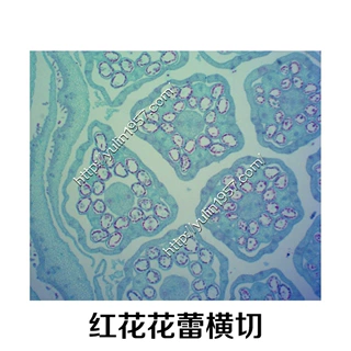 红花花蕾横切  中药生物实验切片  实验器材生物显微玻片
