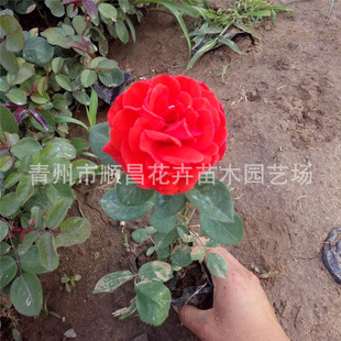 Базовая оптовая роза Манхейм Роза розы розы розы прямой поставки питомника Цинчжоу
