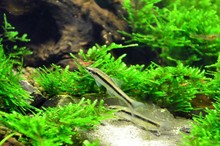 黑线飞狐 一线飞狐鱼 黑毛藻杀手 观赏鱼 水草缸鱼