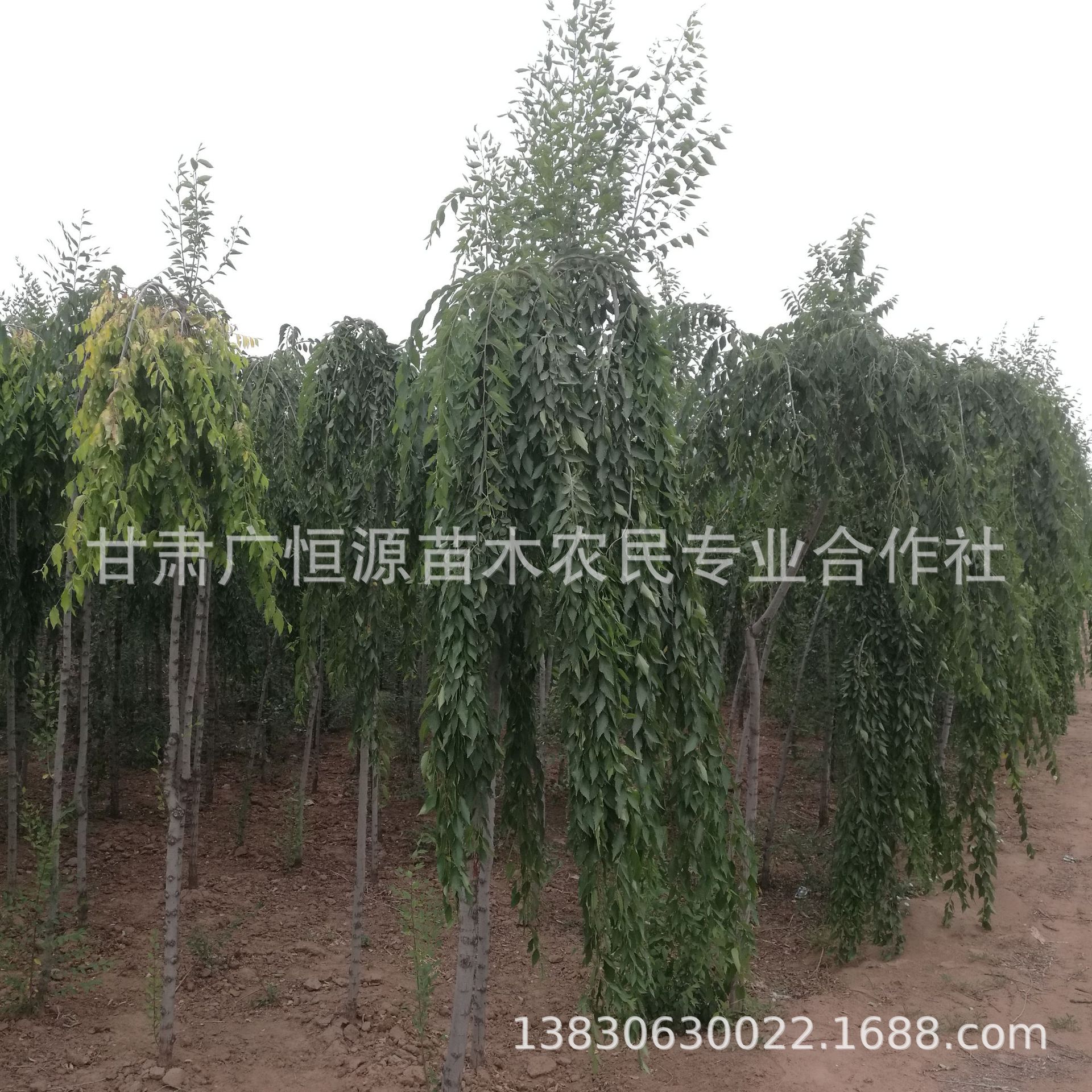 苗圃自产自销1年至8年生白榆树 甘肃白榆圆冠榆金叶榆基地-阿里巴巴