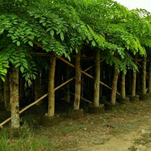 基地直销 吊瓜树 印度紫檀 海南黄花梨 厂区 乡村 庭院绿化报价