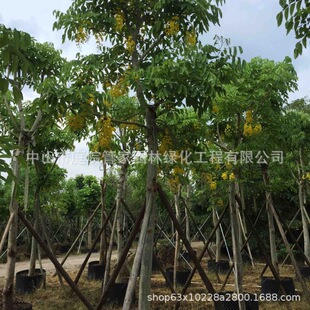 ����ֱ�N �D�c�� �S���L� �S�� �u���� �F��ľ �S���е���