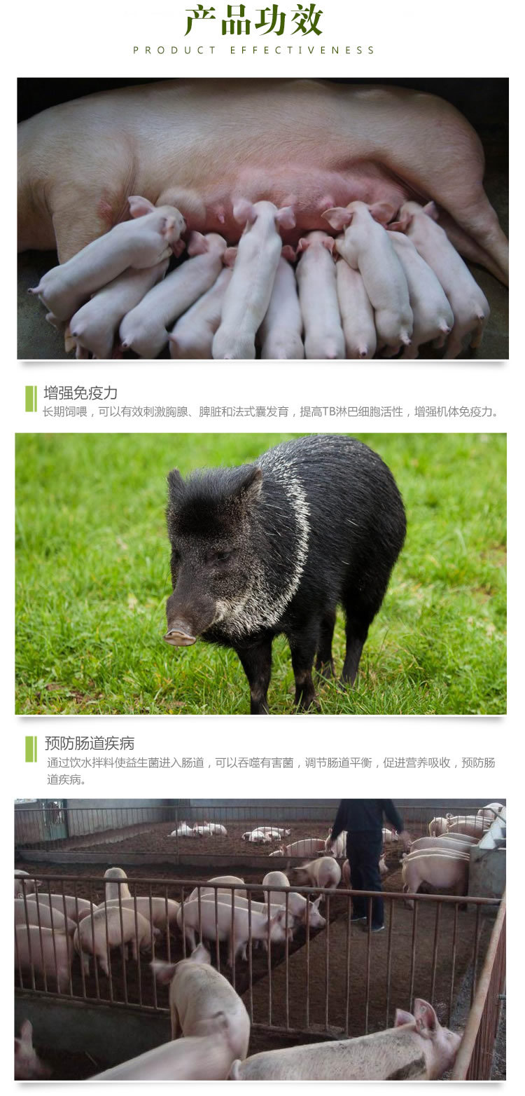 牲畜養(yǎng)殖專用益生菌