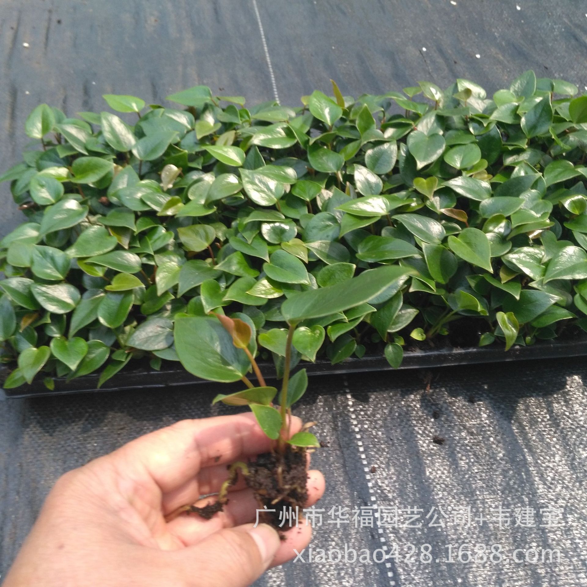 Source manufacturers long-term supply office interior flower viewing…