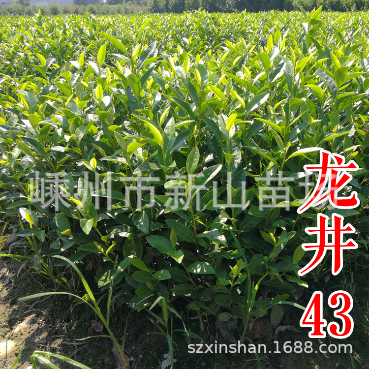 IMG_20180805_090435_副本