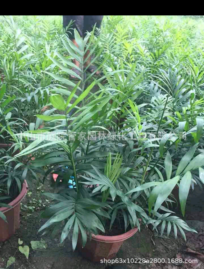 基地直销 袖珍椰子 矮棕竹 竹矮 棕榈竹 袖珍葵 庭院乡村厂区绿化-阿里巴巴