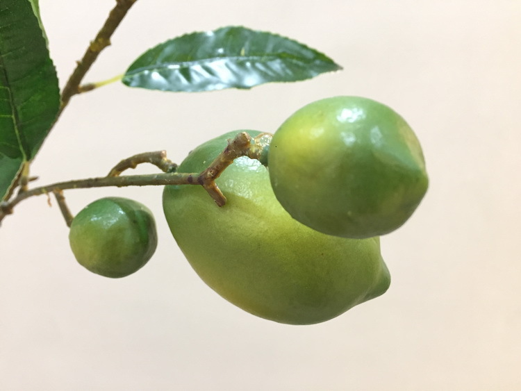 3-5绿色柠檬果.JPG