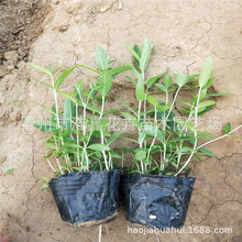 ǧ����ˮ��ֲ�� ǧ���˲ݻ� �޸����� ���� �ӵ���ؾG��������