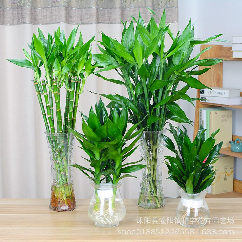 Богатое бамбуковое гидропонное растение Гуаньинь Бамбук Транспортированный бамбук Изгиб бамбука Зеленая диета Настольный маленький горшок Бамбук Изгиб бамбука Бамбуковый Дракон Бамбук