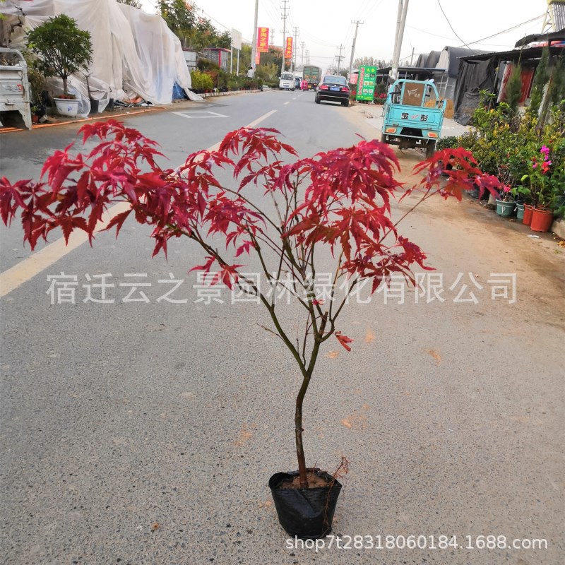 造型盆栽红枫苗红枫小苗秋火焰红舞姬红枫树苗绿化树苗龙枝造型-阿里巴巴