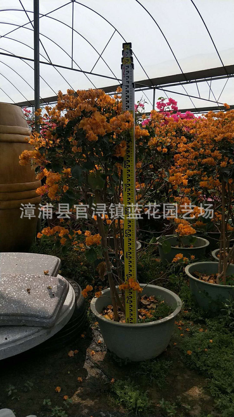 鸡蛋黄三角梅又名加州黄三角梅,价格190元 (2).jpg