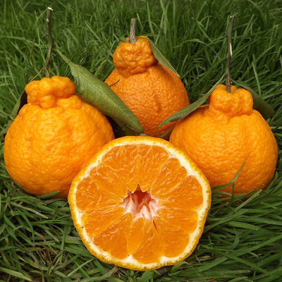 四川不知火 5斤大果 丑橘丑八怪橘子 产地直发 水果批发 非耙耙柑|ms