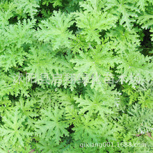 Ȼֲ x/ò/ ̨ͥԺԻܷN