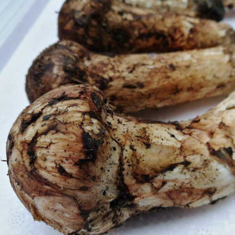 新鲜松茸产地马尔康松茸7-9cm松茸包邮散装称重新鲜采摘食用菌|ms